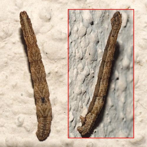 Réf. 336 975 : Idaea seriata